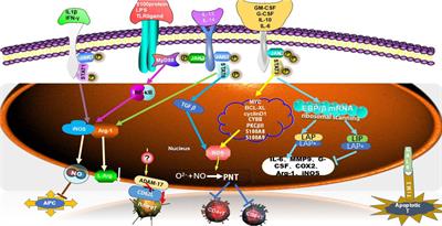 Immunotherapy Targeting Myeloid-Derived Suppressor Cells (MDSCs) in Tumor Microenvironment